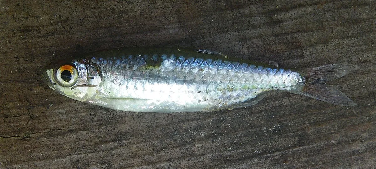 Micralestes sardina