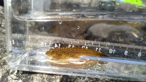Pseudogastromyzon laticeps