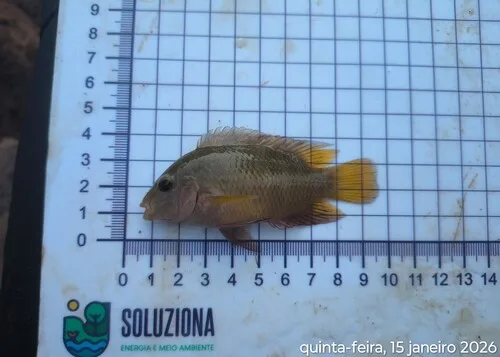 Australoheros acaroides