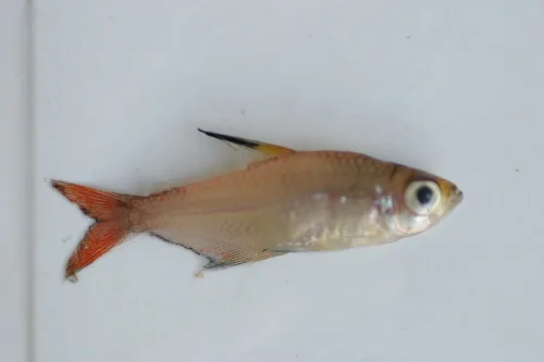 Paletip Tetra (Hyphessobrycon hasemani)