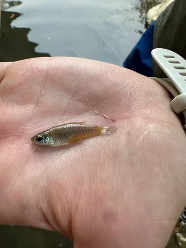 Sapphire toothcarp (Priapella chamulae)