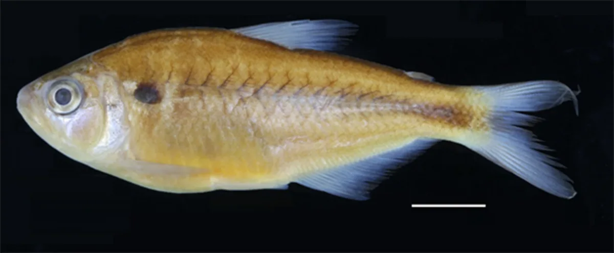 Astyanax moorii