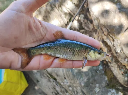 Torgal chub (Squalius torgalensis)
