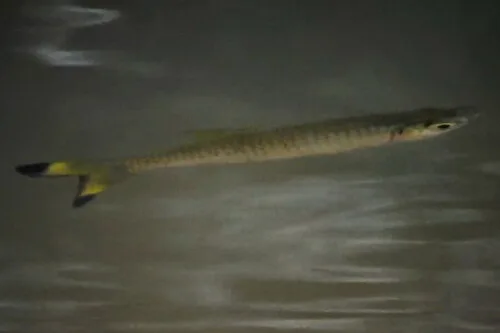 Gangetic scissortail rasbora (Rasbora rasbora)