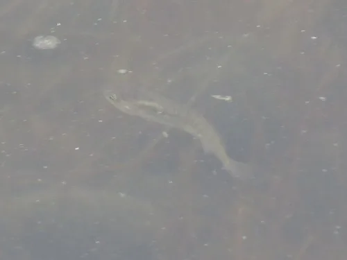 Orestias chungarensis