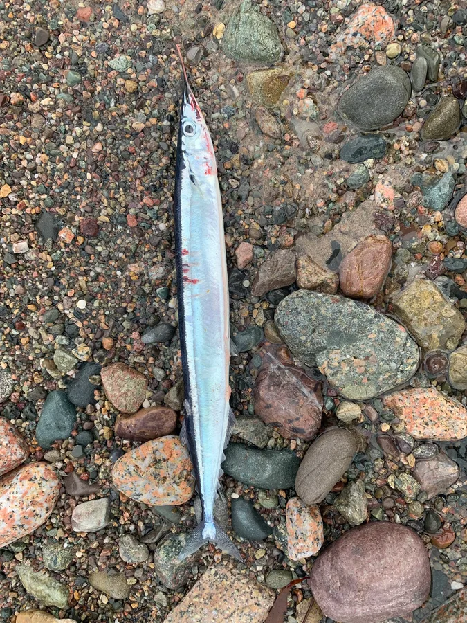saury (Scomberesox saurus)