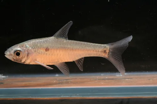 Enteromius humilis