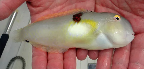 Baldwin's razorfish (Iniistius baldwini)