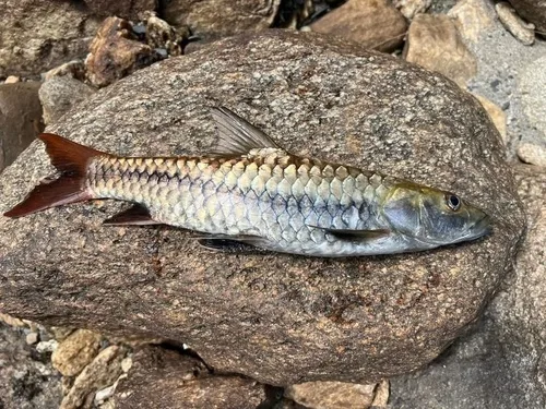 Yingjiang Mahseer (Tor yingjiangensis)