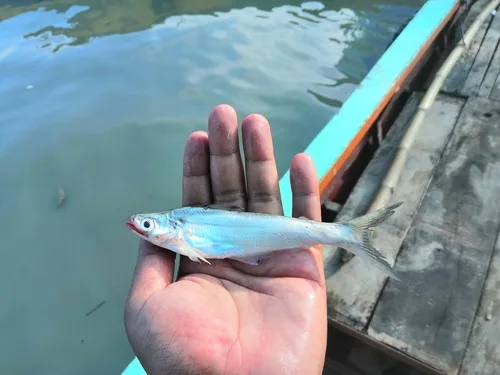 Batchwa vacha (Eutropiichthys vacha)