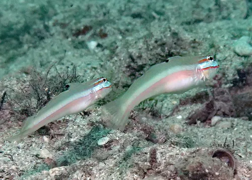Allen's glidergoby (Valenciennea alleni)