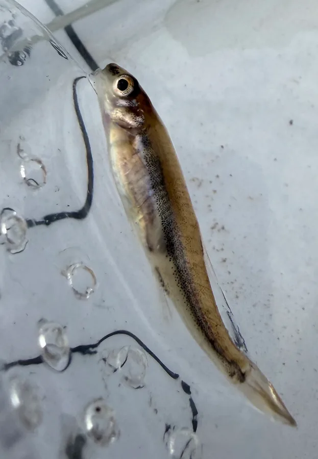 minnow (Phoxinus phoxinus)