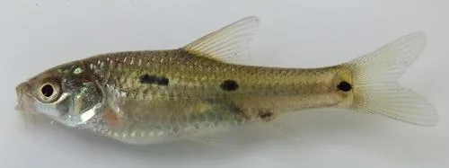 Dash-dot barb (Enteromius atkinsoni)