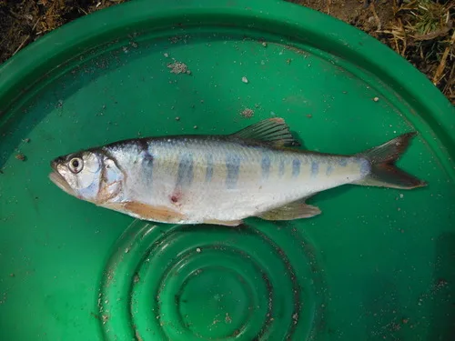 Lake Rukwa Minnow (Raiamas moorii)