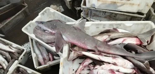 Taiwan spurdog (Squalus formosus)