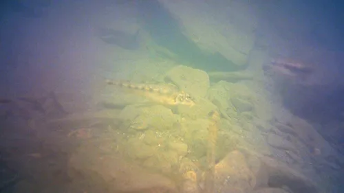 Kuban gudgeon (Gobio kubanicus)