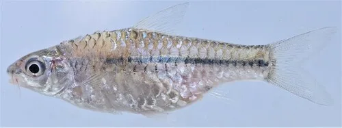 Enteromius punctitaeniatus