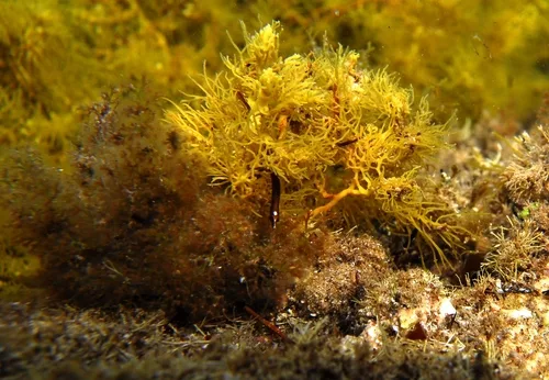 Smooth pipefish (Lissocampus caudalis)