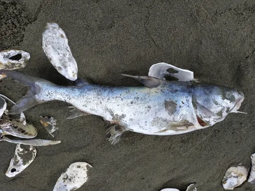 Spotted catfish (Arius maculatus)