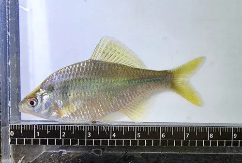 Oily bitterling (Acheilognathus coreanus)
