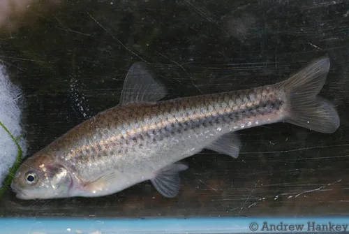 Marico barb (Enteromius motebensis)