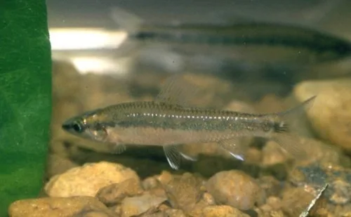 Nannocharax ansorgii