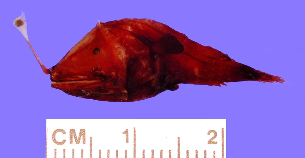 Dolopichthys karsteni