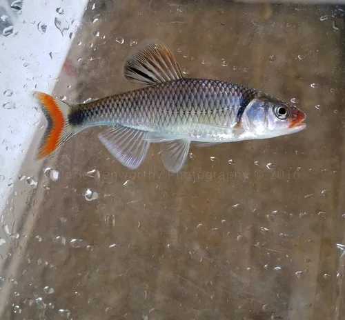 Fieryblack shiner (Cyprinella pyrrhomelas)