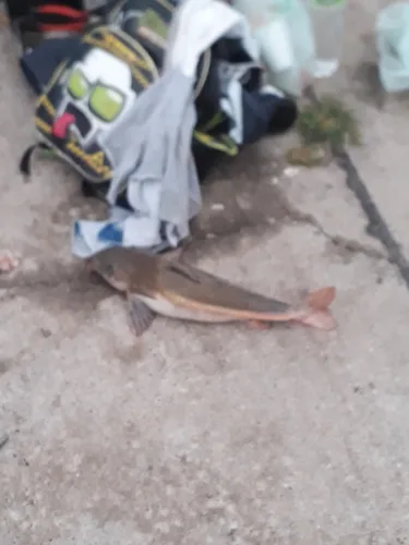 Catfish (Oxydoras kneri)
