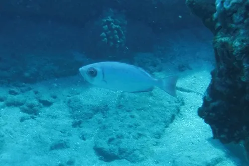 Hawaiian bigeye (Priacanthus meeki)