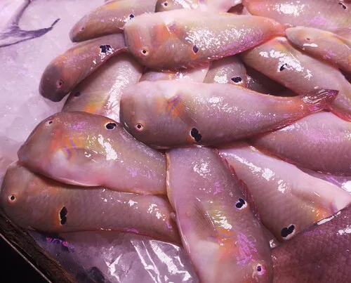 Blackspot razorfish (Iniistius evides)