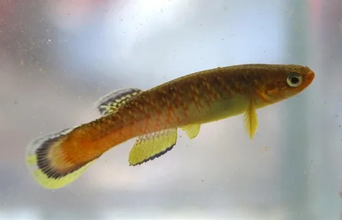 Flame rivulus (Cynodonichthys uroflammeus)