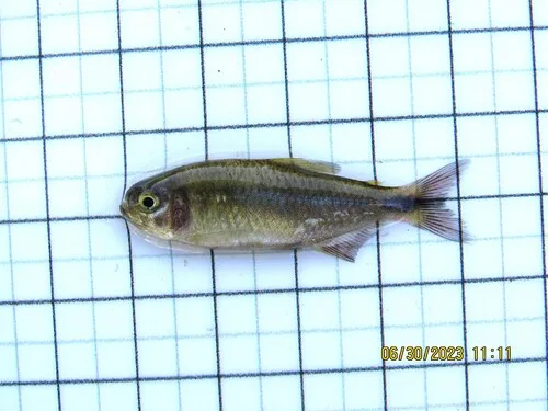 Moenkhausia cambacica