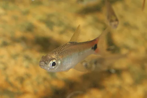 Curimatopsis cryptica