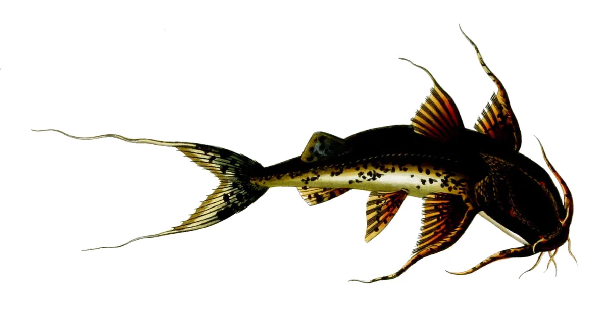 Goonch (Bagarius yarrelli)