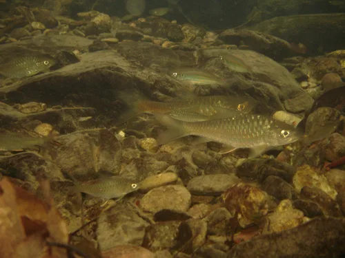 queen danio (Devario regina)