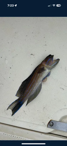 Sailfin Jawfish (Opistognathus fenmutis)