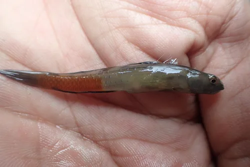 Sicyopus auxilimentus