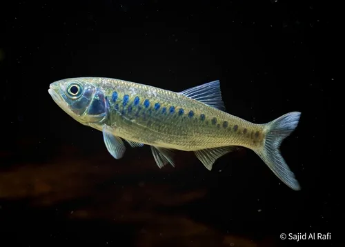 Tileo baril (Opsarius tileo)