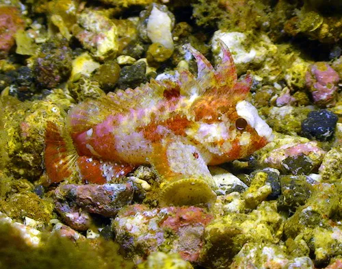 Bandtail waspfish (Paracentropogon zonatus)