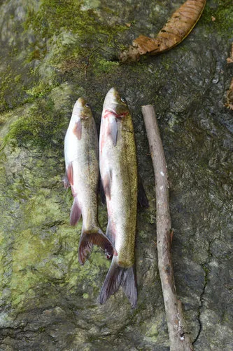 Snowtrout (Schizothorax richardsonii)