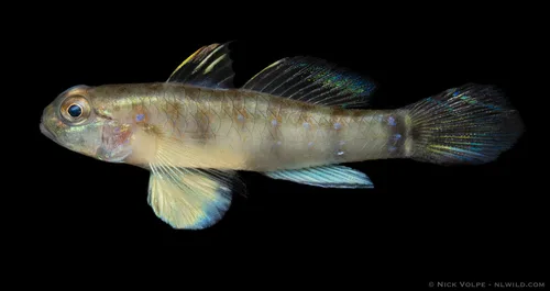 Bluemarked drombus (Drombus ocyurus)