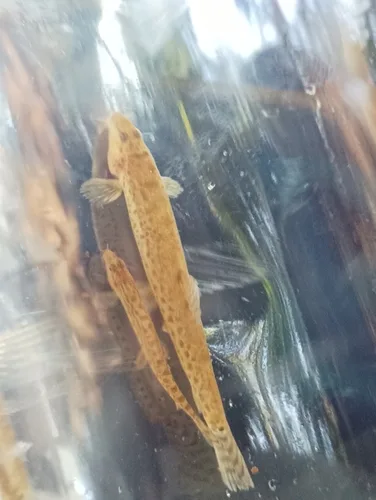 spotted loach (Lepidocephalichthys jonklaasi)