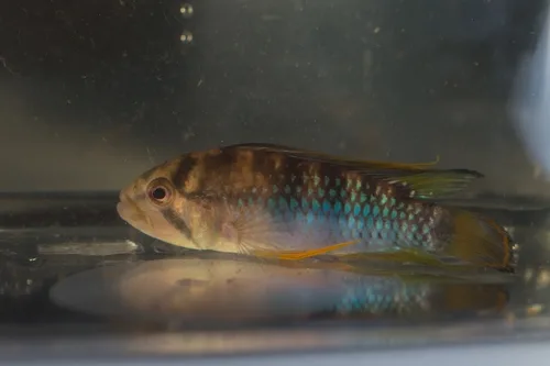 Inka dwarf cichlid (Apistogramma baenschi)