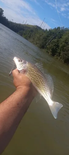Brazilian croaker (Pachyurus adspersus)