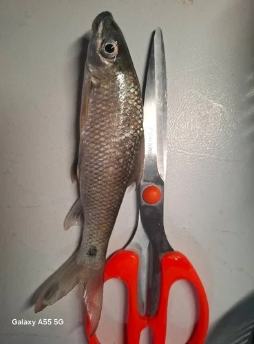 Labeo pierrei