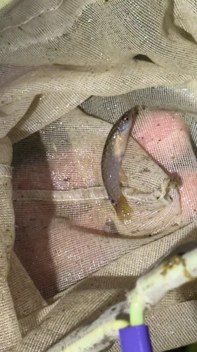 Dogtooth rivulus (Cynodonichthys tenuis)