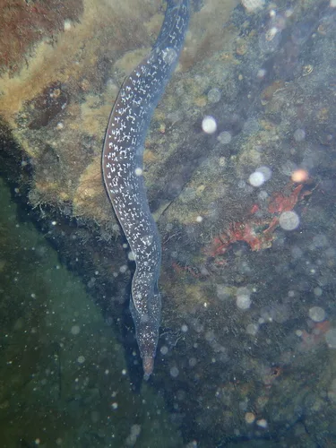 hourglass moray (Muraena clepsydra)