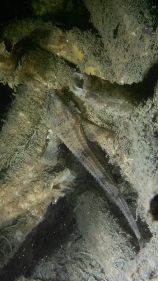Snailfish (Agonopsis chiloensis)