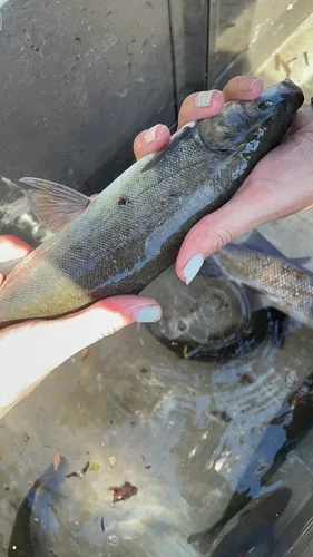 Sacramento blackfish (Orthodon microlepidotus)